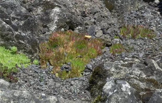 Sempervivum tectorum 'Othello'