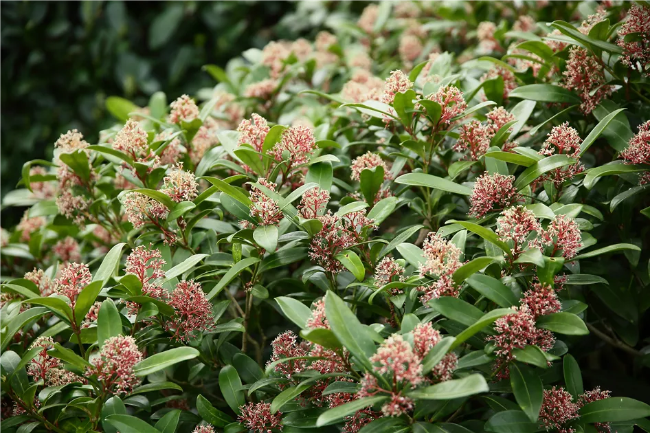 Skimmia japonica 'Rubella'