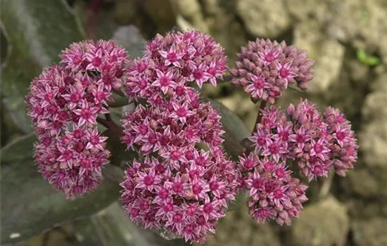 Sedum telephium 'Mohrchen'