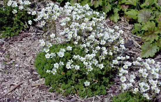 Saxifraga x arendsii 'Schneeteppich'