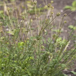 Sanguisorba minor
