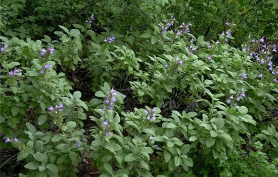 Salvia officinalis 'Berggarten'