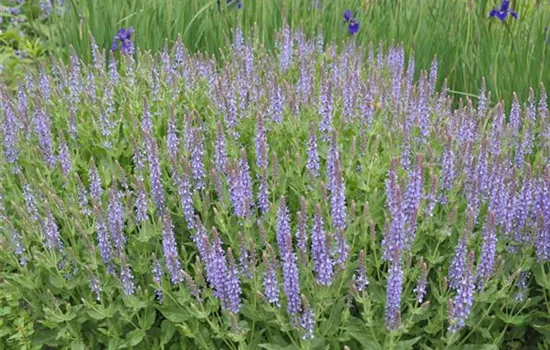 Salvia nemorosa 'Blauhügel'