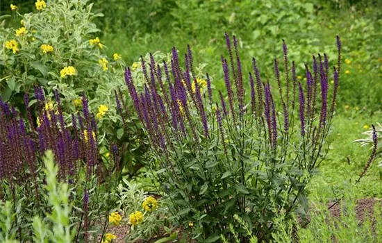 Salvia nemorosa 'Caradonna'