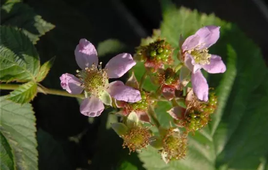 Rubus frut.'Thornless Evergreen' CAC