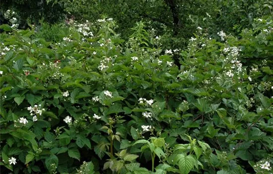 Rubus fruticosus