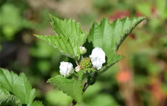 Rubus fruticosus 'Loch Ness'(s)
