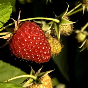 Rubus id.'Malling Promise' CAC I