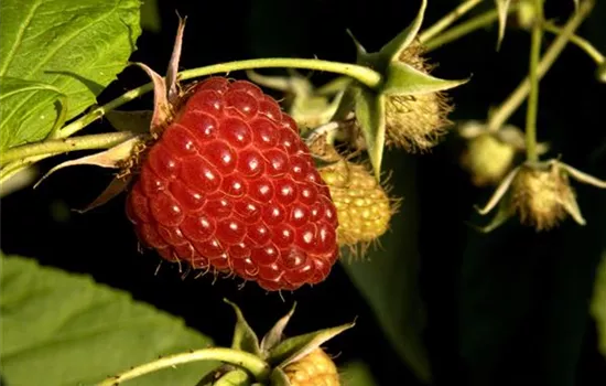 Rubus id.'Malling Promise' CAC I