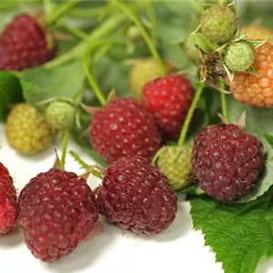Rubus idaeus 'Autumn Bliss'(s)