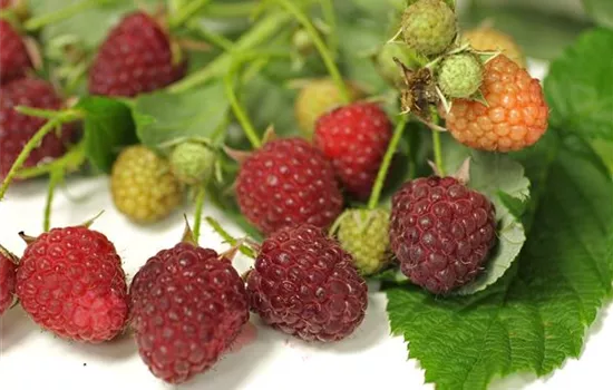 Rubus idaeus 'Autumn Bliss'(s)