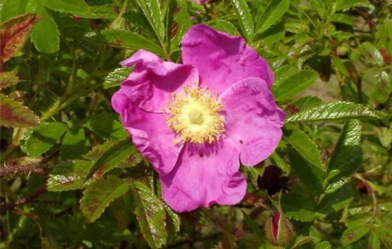 Rosa rugotida
