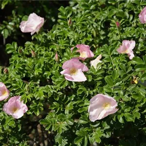 Rosa rugosa 'Dagmar Hastrup' BDR III