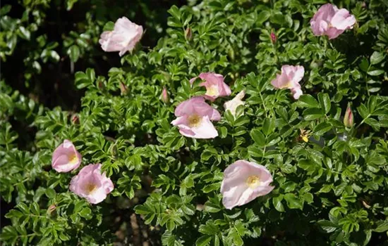 Rosa rugosa 'Dagmar Hastrup' BDR III