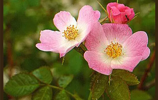 Rosa rubiginosa