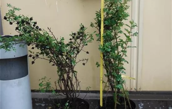 Rosa pimpinellifolia