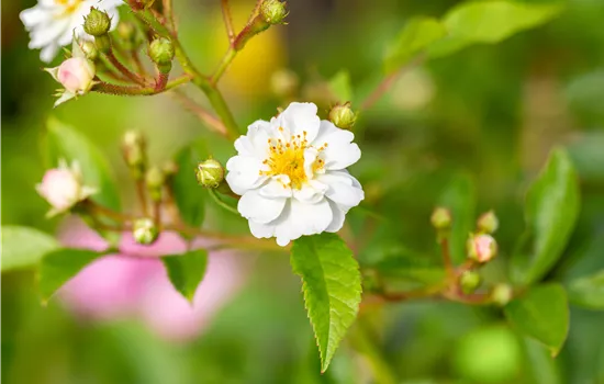 Rosa multiflora