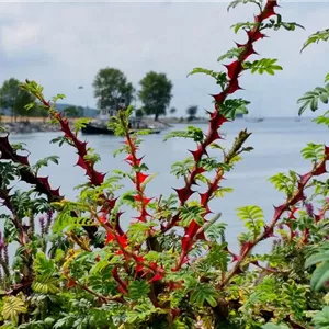 Rosa omeiensis pteracantha STR IV