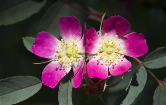 Rosa glauca