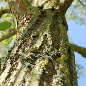 Robinia pseudoac.'Unifoliola'