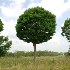 Robinia pseudoac.'Umbraculifera'