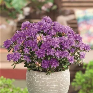 Rhododendron russatum 'Purple Pillow'