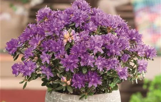Rhododendron russatum 'Purple Pillow'