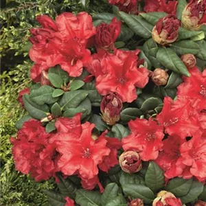 Rhododendron repens 'Bad Eilsen'