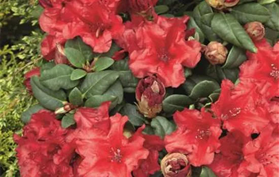 Rhododendron repens 'Bad Eilsen'