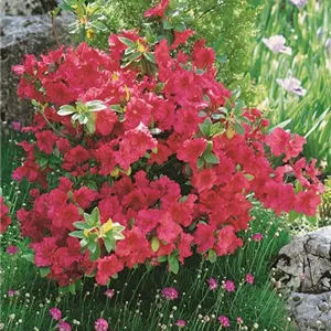 Rhododendron obt.'Johanna' II