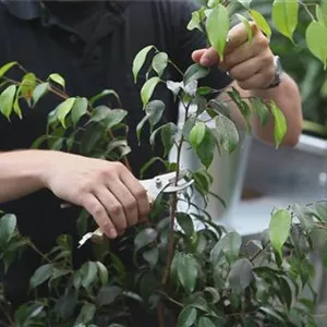 Green houseplants - pruning and care