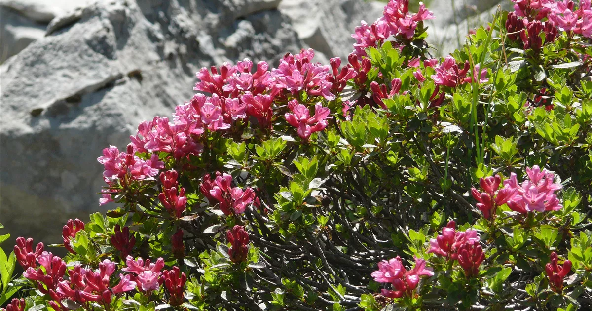 Rhododendron hirsutum