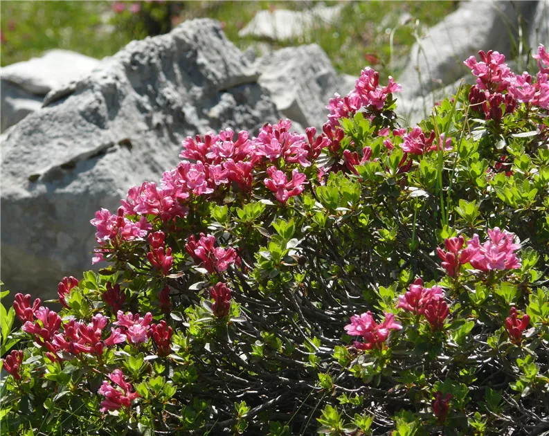 Rhododendron hirsutum
