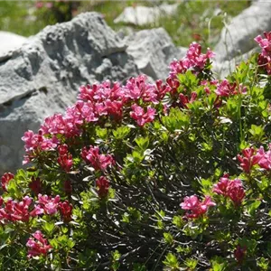 Rhododendron hirsutum