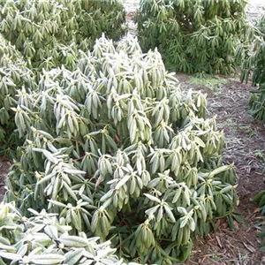 Rhododendron Hybr.'Hachmann's Kokardia' -R- III