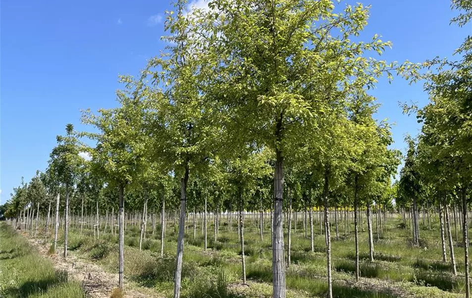 Malus toringo Brouwers Beauty 16-18 (2).JPG