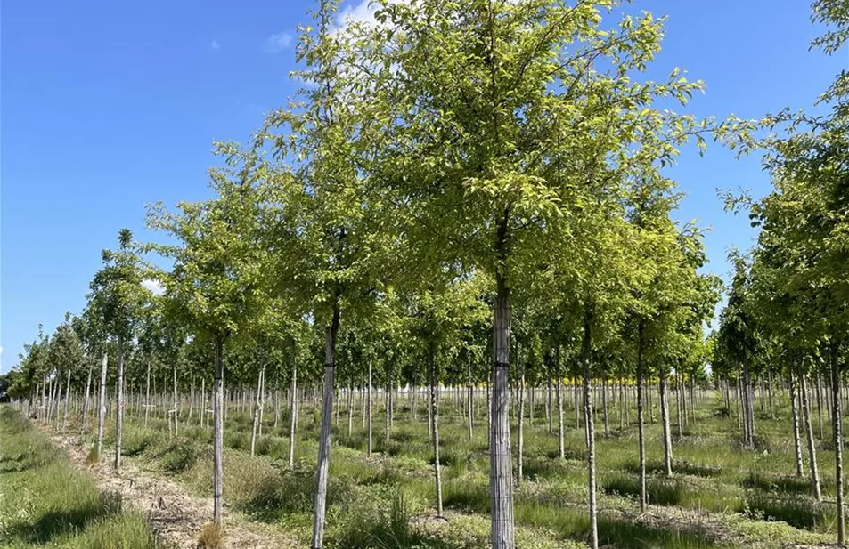 Malus toringo Brouwers Beauty 16-18 (2).JPG