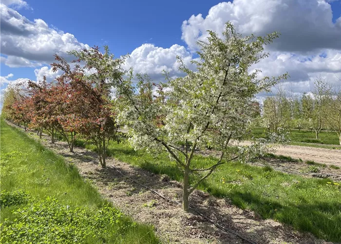 Plant of the month January 2026: Malus toringo ‘Brouwers Beauty’