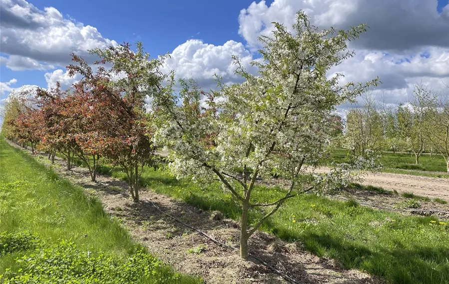 Malus toringo Brouwers Beauty 200-300 x 250-300 (5).JPG