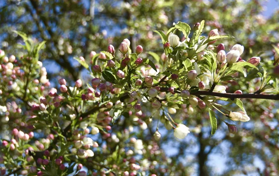 Malus toringo Brouwers Beauty Detail (8).JPG