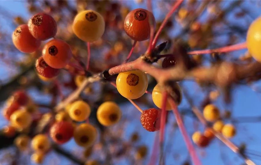 Malus toringo Brouwers Beauty Detail (16).JPG