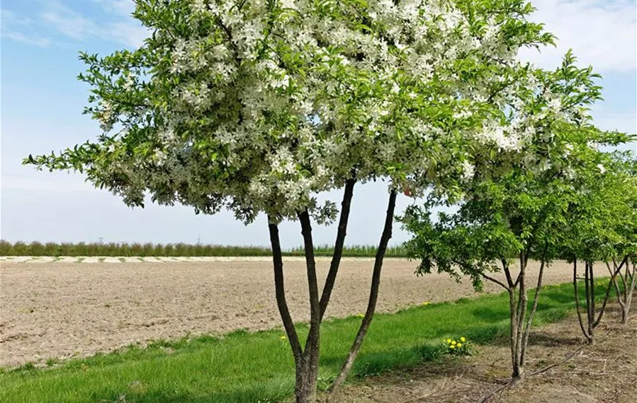 Malus toringo Brouwers Beauty Schirm 200-300 x 200-250-300; KAS 150-170 (4).JPG