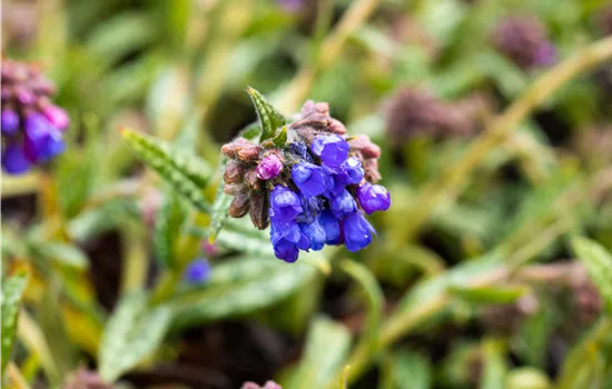 Pulmonaria dacica 'Blaues Meer'