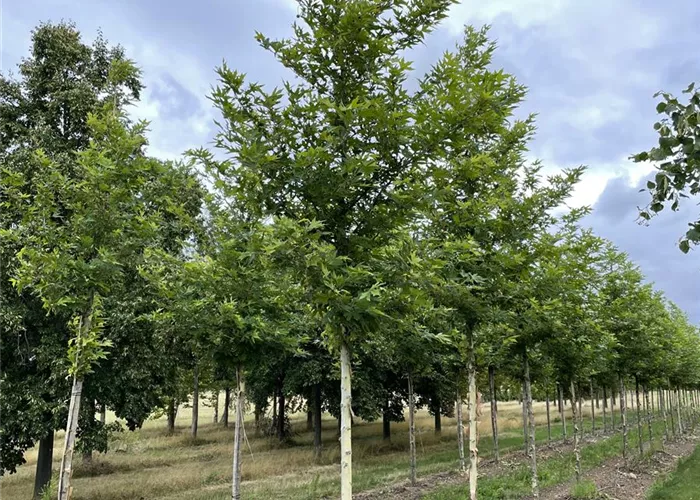 Pflanze des Monats Februar 2026: Platanus orientalis – Morgenländische Platane 
