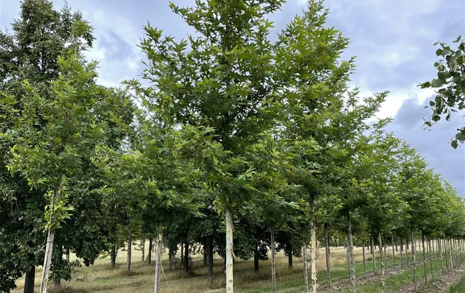 Platanus orientalis 18-20 (1).JPG