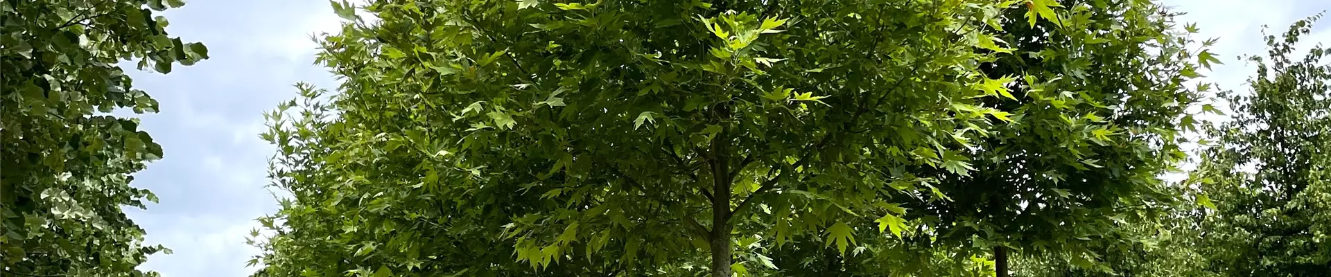 Platanus orientalis 18-20-25 (1).JPG