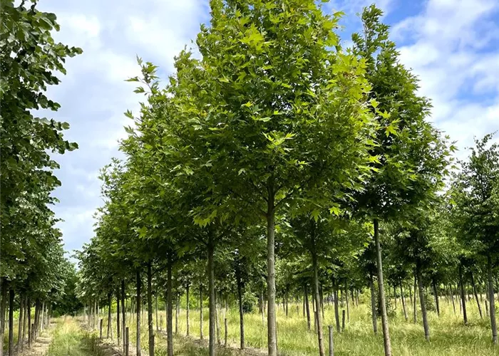 Plant of the Month for February 2026: Platanus orientalis – Oriental plane tree