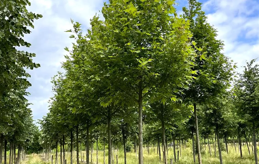 Platanus orientalis 18-20-25 (1).JPG