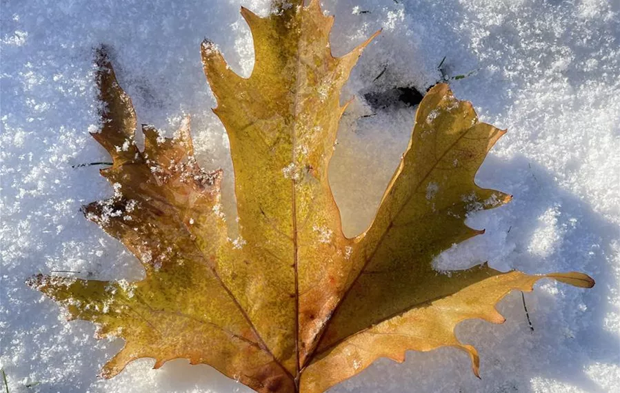 Platanus orientalis cuneata Detail (1).JPG