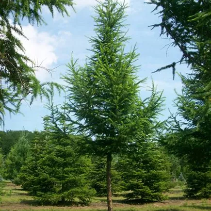 Larix decidua 35-40 (1).JPG